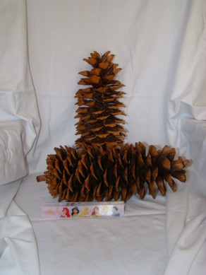 
Sugarpine Pinecone